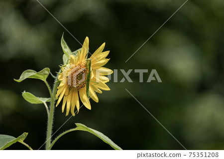 Sunflower and Mantis 75351208