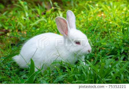 Cute and cuddly albino bunny rabbit baby on the grass field, Got red eyes and long eye lashes, Long ears up, Light passing through the long ears and pink veins clearly visible. Cute and cuddly albino bunny rabbit baby on the grass field, Got red eyes and long eye lashes, Long ears up, Light passing through the long ears and pink veins clearly visible. 75352221
