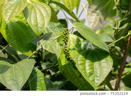 Raw fresh peppercorn seeds on a tree close up photograph, use as a hot spice and a seasoning in cooking when seeds dried out also known as black pepper. Raw fresh peppercorn seeds on a tree close up photograph, use as a hot spice and a seasoning in cooking when seeds dried out also known as black pepper. 75352224