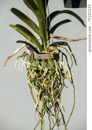 Long roots of the orchid plant grow through the spaces of the flower pot close up photo. Orchid plants grow without soil and pot hangs in the air. 75352235