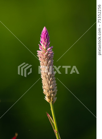 Cock's comb plant flower isolated against the green soft background, close up detailed photograph of the beautiful nature, early morning light hits and glow one side and create a shadow on other side. 75352256