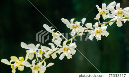 Beautiful Orchid flower branch close up photograph Beautiful Orchid flower branch close up photograph 75352337