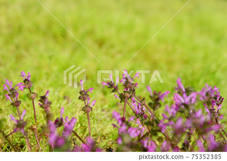 Around the time of Jingzhe ・ Henbit deadnettle in the field 75352385