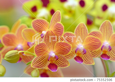 Phalaenopsis orchid  75352506