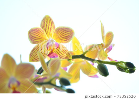 Phalaenopsis orchid Phalaenopsis orchid 75352520