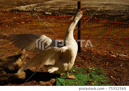 goose goose 75352569