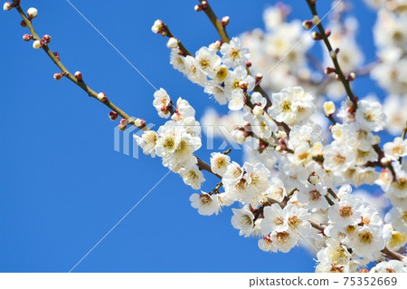 梅花(N) 梅花(N) 75352669