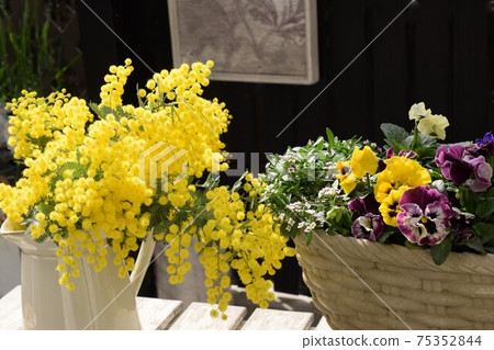 三色堇和含羞草花，園藝，春天的花朵分組種植 75352844