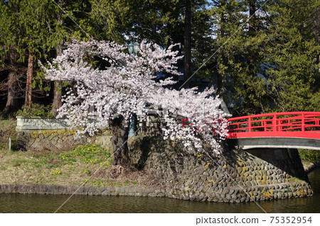 盛開的櫻花和紅橋松崎公園 盛開的櫻花和紅橋松崎公園 75352954