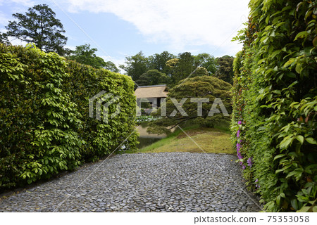 Katsura Rikyu Sumiyoshi's pine Katsura Rikyu Sumiyoshi's pine 75353058