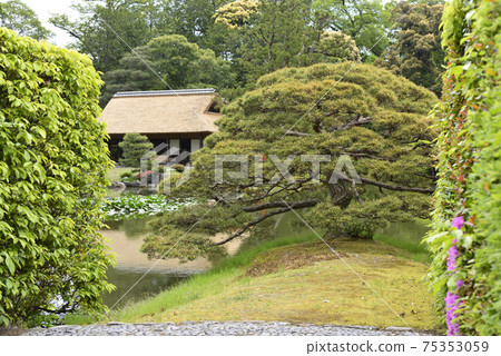 Katsura Rikyu Sumiyoshi's pine Katsura Rikyu Sumiyoshi's pine 75353059
