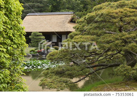 Katsura Rikyu Sumiyoshi's pine 75353061