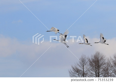 Flying Japanese crane in Tsurui village, Hokkaido Flying Japanese crane in Tsurui village, Hokkaido 75353239