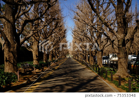 Jingu Gaien's ginkgo bunches Jingu Gaien's ginkgo bunches 75353348