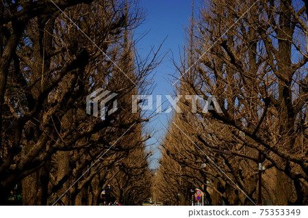 Jingu Gaien's ginkgo bunches Jingu Gaien's ginkgo bunches 75353349