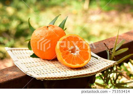 新鮮採摘的柑 新鮮採摘的柑 75353414