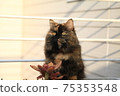 Cat img6364 75353548