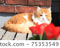 Cat img6474 75353549