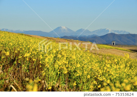 Nikko Mountains with rape blossoms that grow in clusters on the embankment of Watarase Retarding Ground Nikko Mountains with rape blossoms that grow in clusters on the embankment of Watarase Retarding Ground 75353624