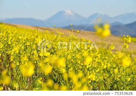 Nikko Mountains with rape blossoms that grow in clusters on the embankment of Watarase Retarding Ground 75353626