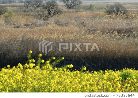 Rape blossoms that grow in clusters on the reed fields and embankments of Watarase Retarding Ground Rape blossoms that grow in clusters on the reed fields and embankments of Watarase Retarding Ground 75353644