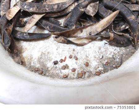 常綠灌木蘇格蘭掃帚種子 75353801