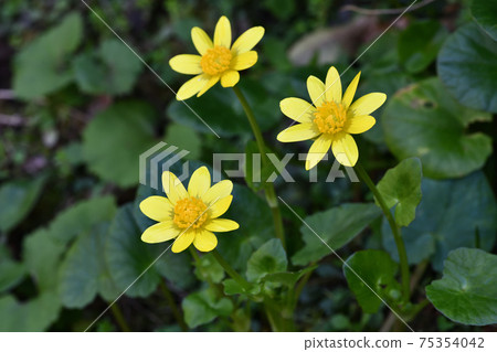 Lesser celandine flower Lesser celandine flower 75354042