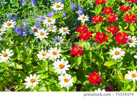 Decorative flowers in a garden on a sunny day 75354374