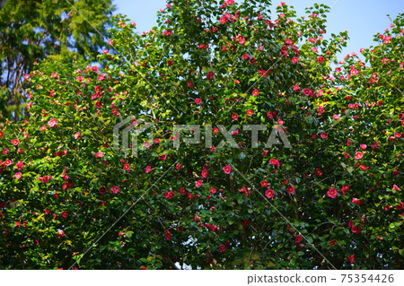 Large camellia tree at Shohoji Temple 1 Large camellia tree at Shohoji Temple 1 75354426