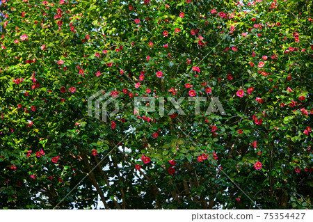 Large camellia tree at Shohoji Temple 2 Large camellia tree at Shohoji Temple 2 75354427