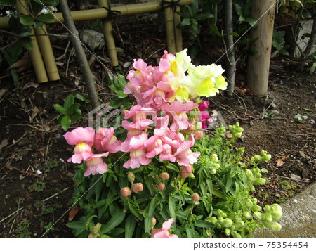 金魚草花在步行期間在住宅區的花壇中開花 金魚草花在步行期間在住宅區的花壇中開花 75354454