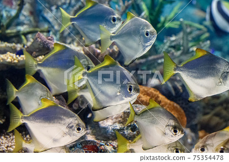 鯊魚的飛魚 75354478