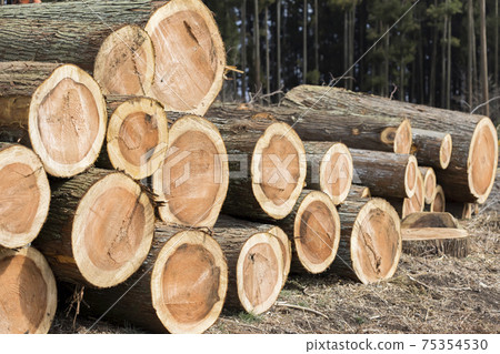 Deforestation Image of carving out a mountain Trees lined up 75354530