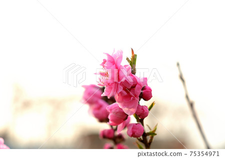 Peach blossoms bud Peach blossoms bud 75354971