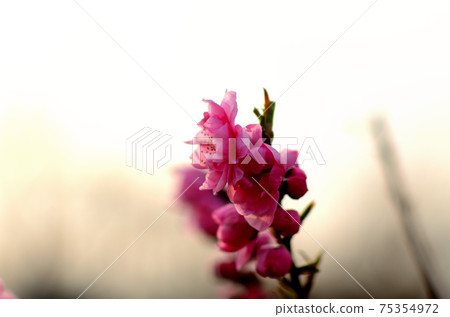 Peach blossoms bud 75354972