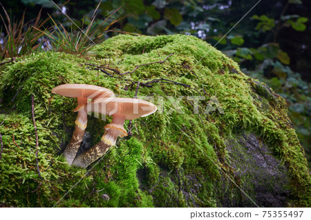 Armillaria gallica 75355497