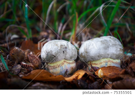Rubroboletus satanas Rubroboletus satanas 75355501