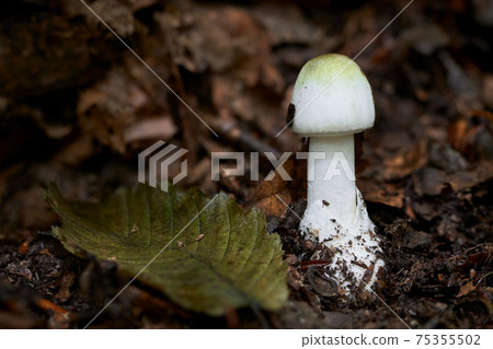 Amanita phalloides Amanita phalloides 75355502