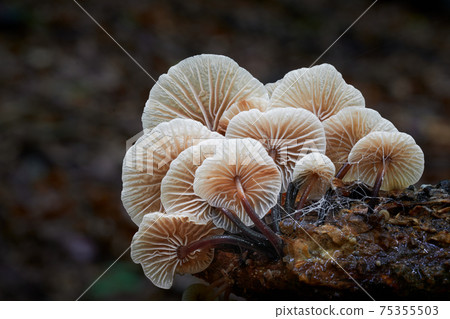 Gymnopus foetidus 75355503