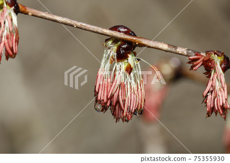 Fu sakura flower 75355930