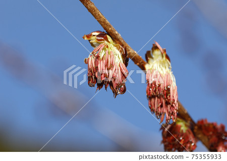 Fu sakura flower 75355933