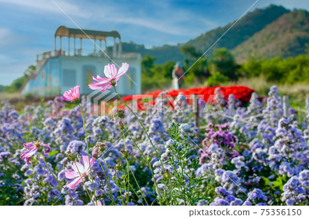 Violet and pink margaret flowers blooming in garden. Close-up beautiful and fresh margaret flowers in natural light. Selective focus Violet and pink margaret flowers blooming in garden. Close-up beautiful and fresh margaret flowers in natural light. Selective focus 75356150