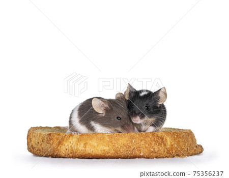 Common mouse on white background Common mouse on white background 75356237