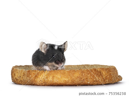 Common mouse on white background Common mouse on white background 75356238