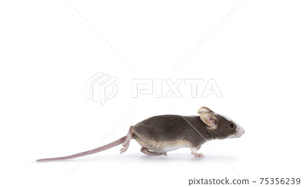 Common mouse on white background Common mouse on white background 75356239