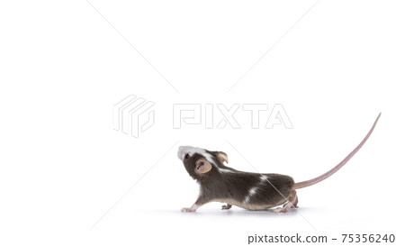 Common mouse on white background Common mouse on white background 75356240