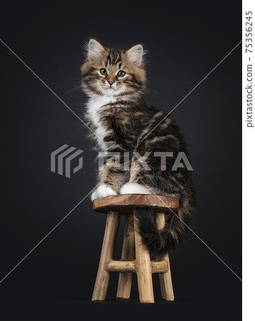 Siberian kitten on black background 75356245