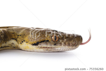 Reticulated python on white Reticulated python on white 75356260