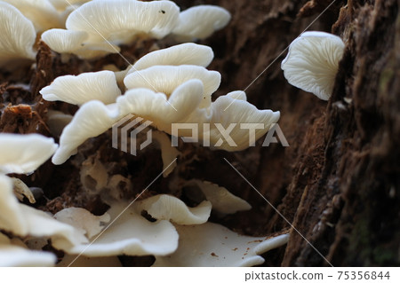 Sugihiratake, a white mushroom that grows densely on a dead tree, close-up 75356844