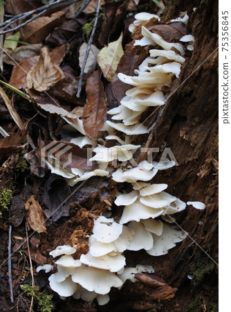 Sugihiratake: White mushrooms cling to rotten trees buried in fallen leaves Sugihiratake: White mushrooms cling to rotten trees buried in fallen leaves 75356845